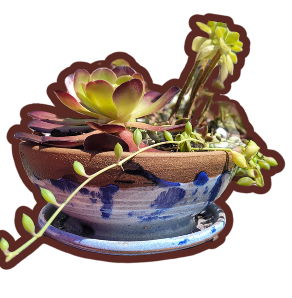 succulents in pottery bowl
