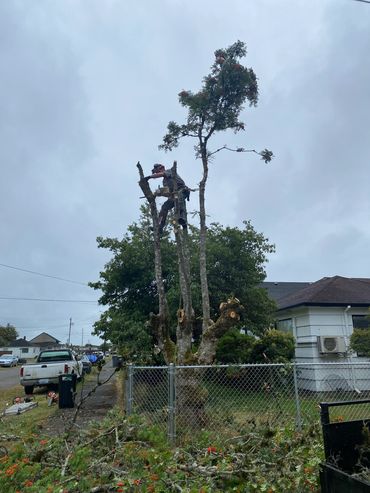 Person trimming a tall tree with a chainsaw.