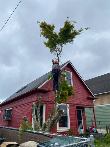 Worker cutting a tree on a roof with safety gear.