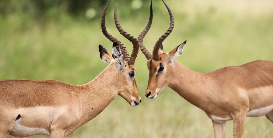 Antelopes spotted during a safari  in Murchison Falls National Park