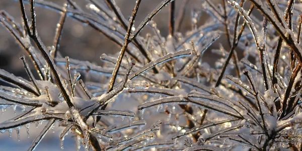 Frozen trees during Chicago's winter.