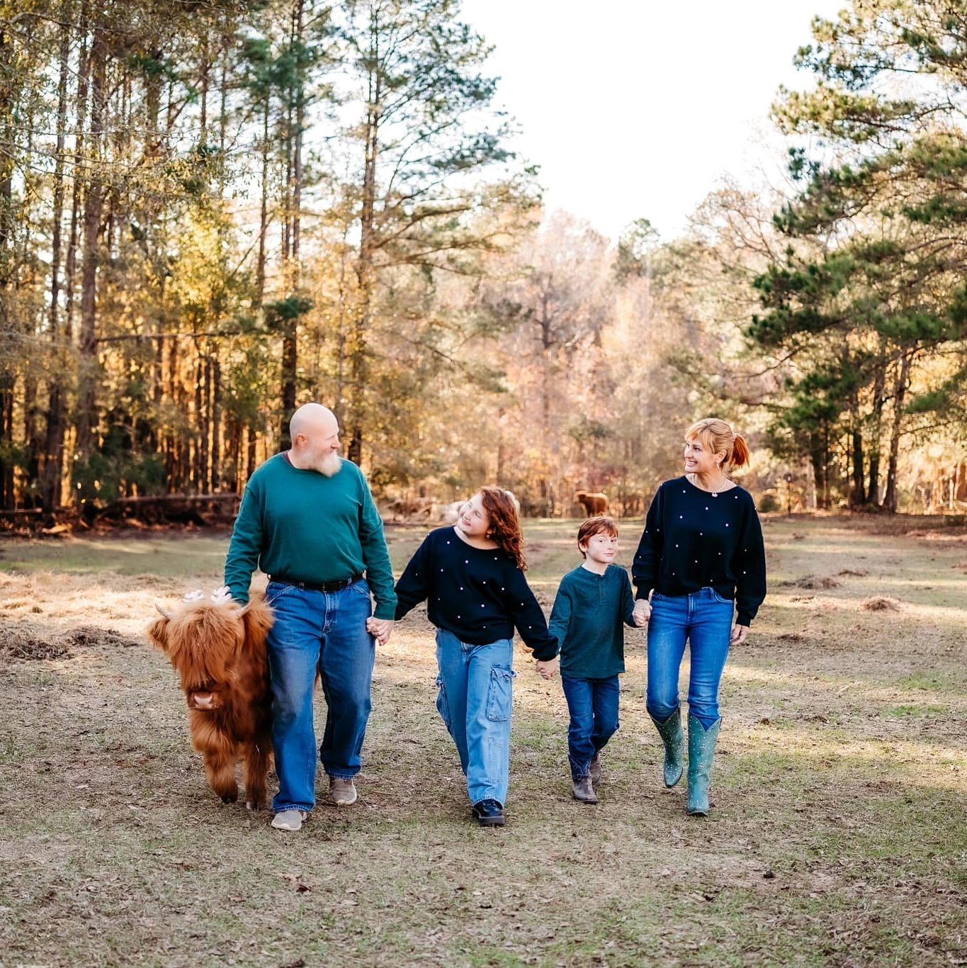 highland cow farm, Georgia