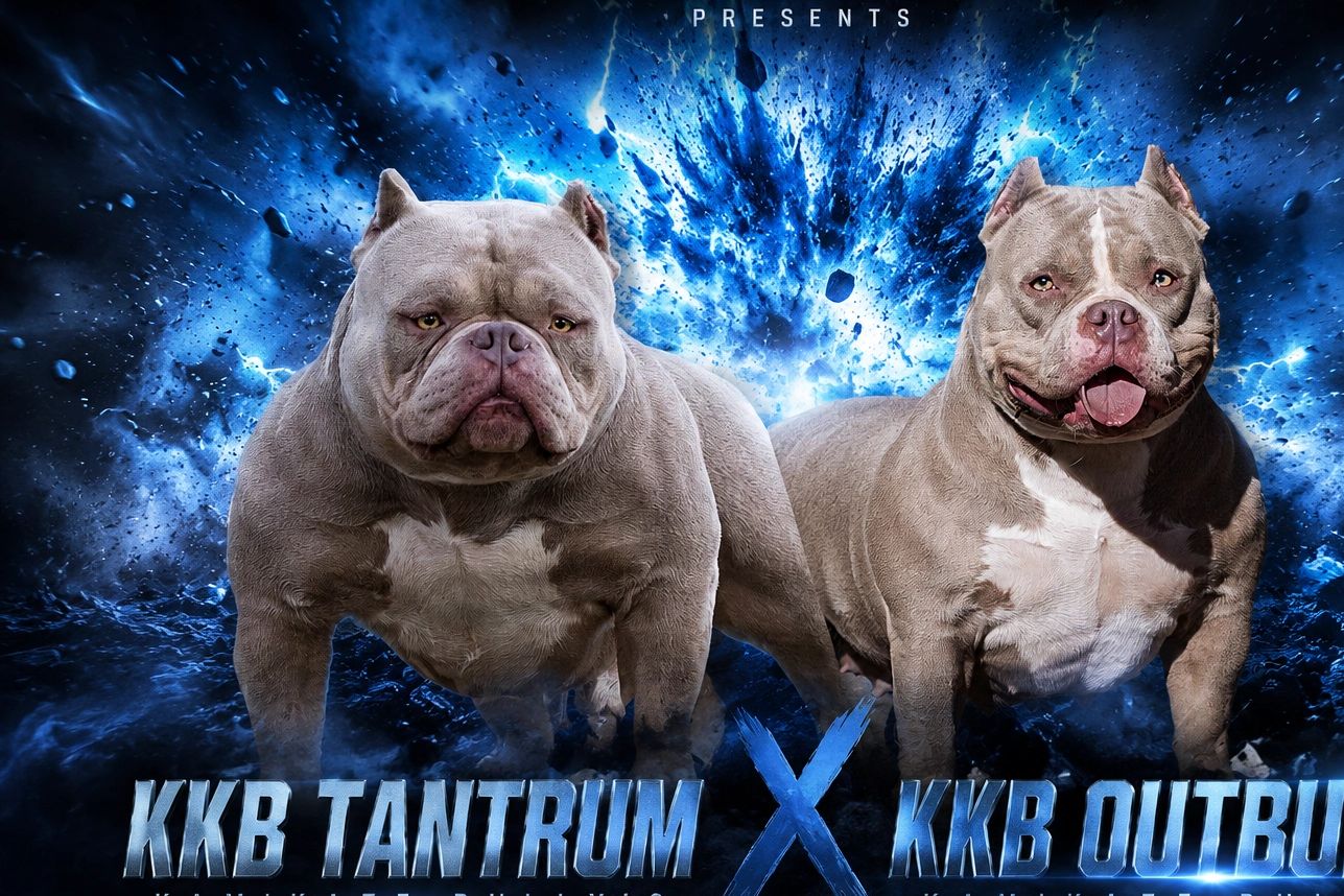 Two muscular bulldogs posed against a dramatic blue explosion background.