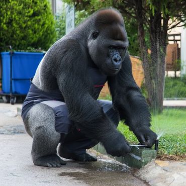 A gorilla wearing shorts watering plants using a sprinkler outdoors.