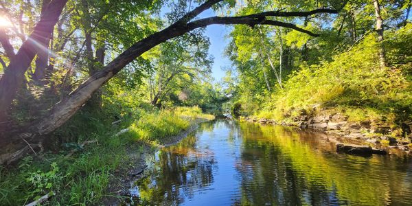 A tranquil river flowing through a sunlit forest with lush greenery.