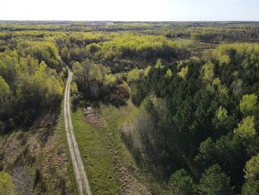 A dirt road winds through a dense green forest under a clear sky.