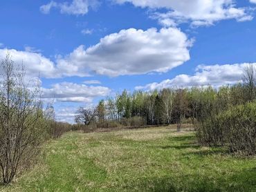 A grassy field bordered by young trees under a partly cloudy blue sky.