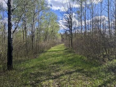 A grassy path through a forest with birch trees and a blue sky.