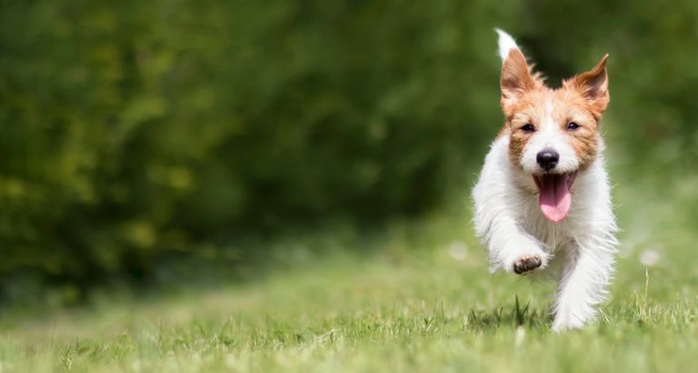 Small terrier running through the field