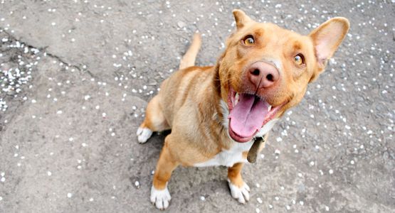 Galen Myotherapy / Canine Massage West Sussex