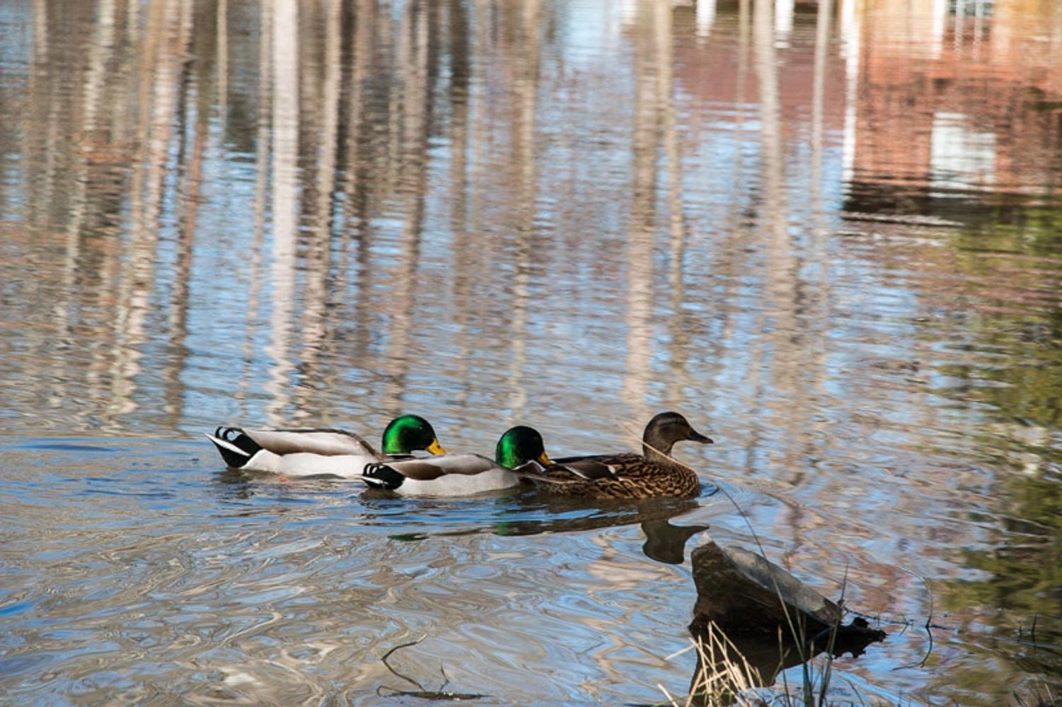 Annual Mallard Ducks
