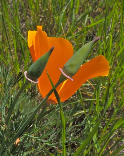 Eschscholzia californica