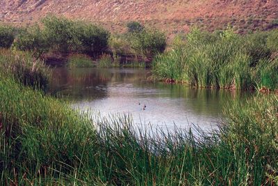 Ballona Marshes