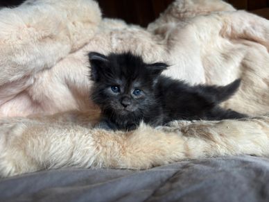 Maine coon kittens for sale in Atlanta, Georgia