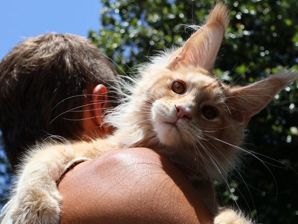 Maine coon kittens for sale in Atlanta, Georgia