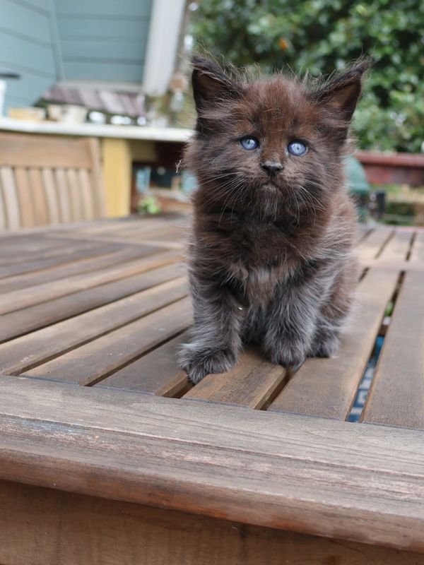 Maine coon kittens for sale in Atlanta, Georgia