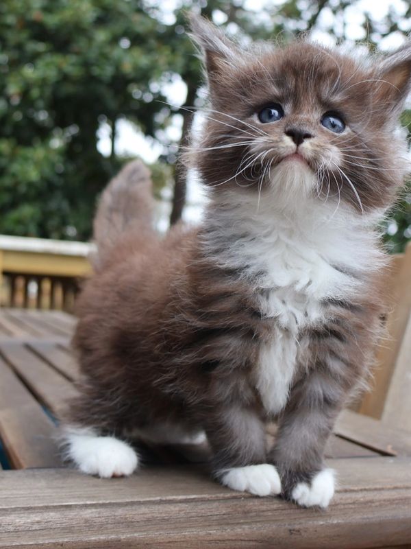 Maine coon kittens for sale in Atlanta, Georgia