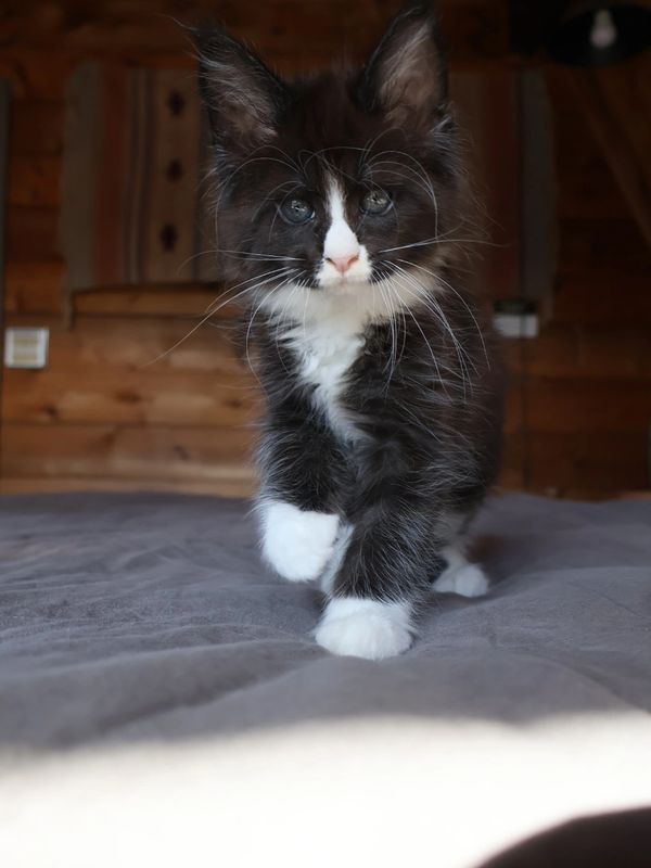 Maine coon kittens for sale in Atlanta, Georgia