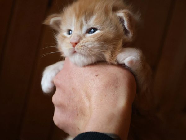 Maine coon kittens available in Atlanta, Georgia