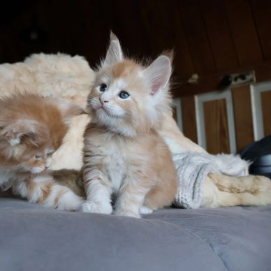 Maine coon kitten for sale in Atlanta, Georgia
