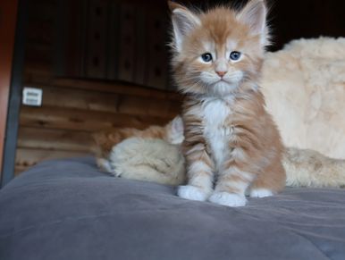 Maine coon kitten for sale in Atlanta, Georgia