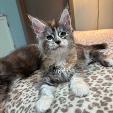 Maine coon kittens for sale in Atlanta, Georgia