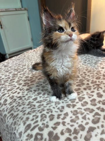 Maine coon kittens for sale in Atlanta, Georgia