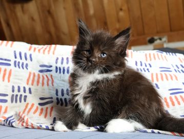 Maine coon kittens for sale in Atlanta, Georgia