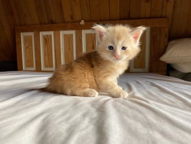 Maine coon kittens for sale in Atlanta, Georgia