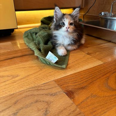 Maine coon kittens for sale in Atlanta, Georgia