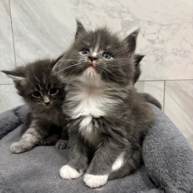 Maine coon kittens for sale