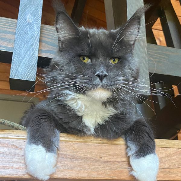Maine Coons for sale in Atlanta, Georgia