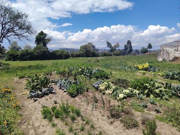 Organic crops to prepare your food