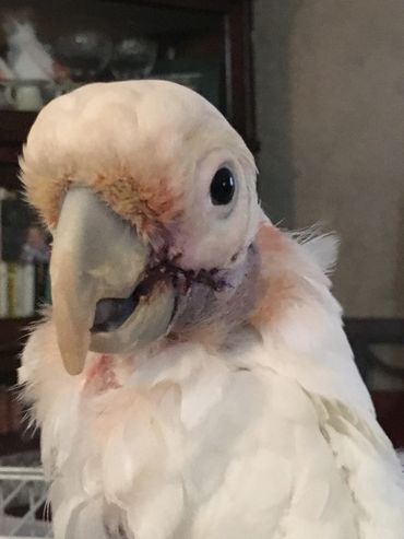 surgery parrot