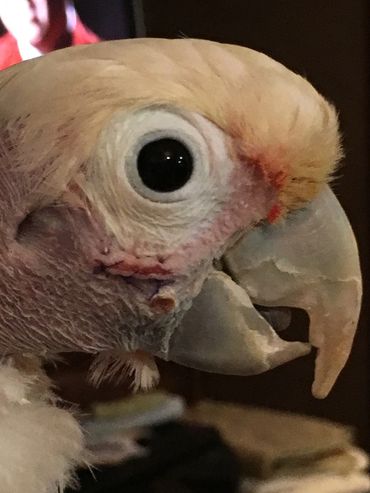 surgery parrot