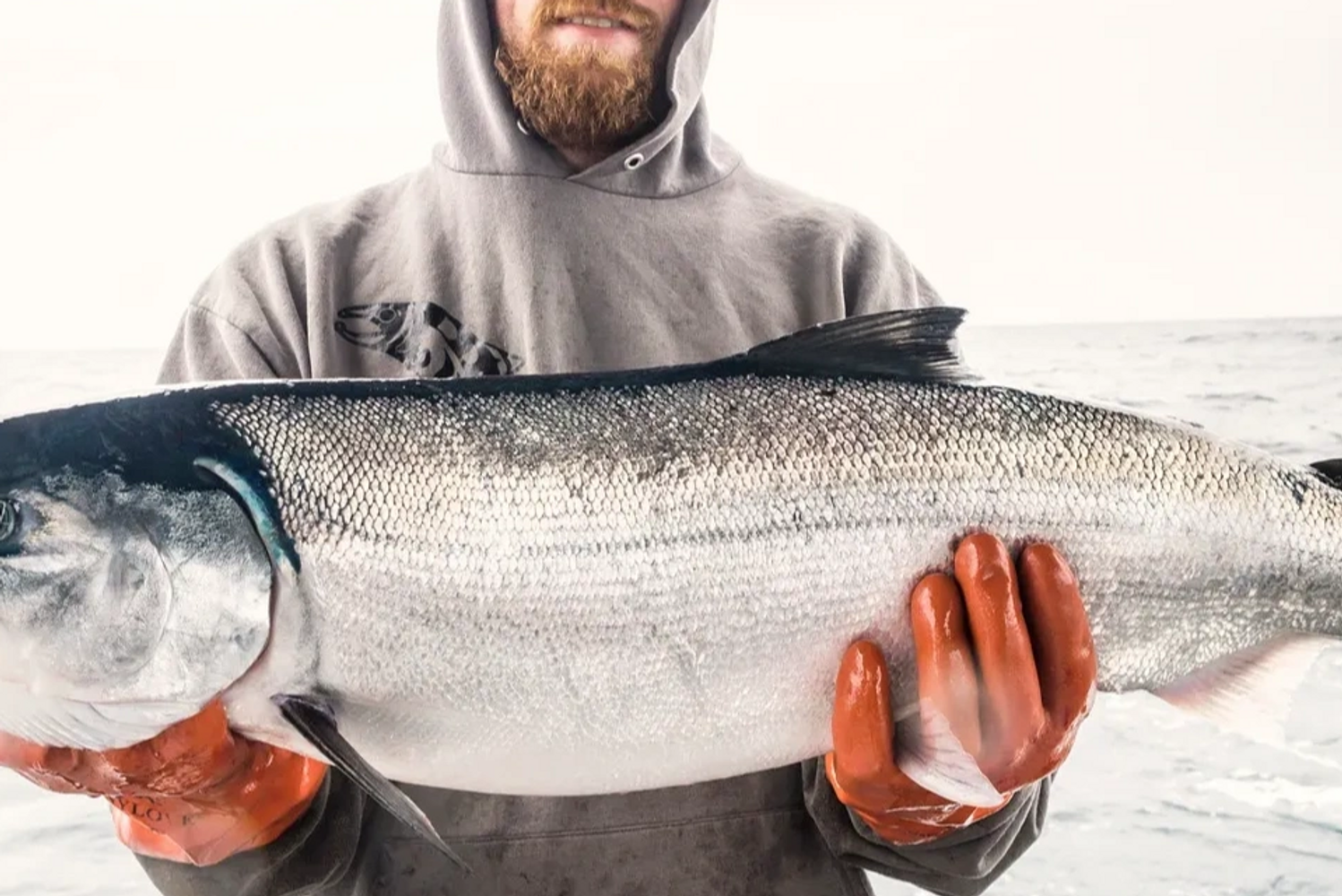 Fresh Wild Caught Alaskan Salmon being harvested from the Glacier Icy Waters of Alaska.
