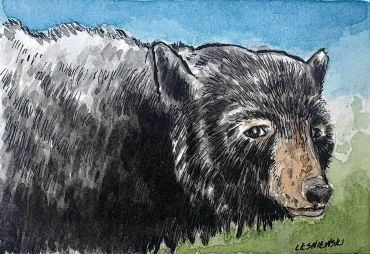 Black Bear