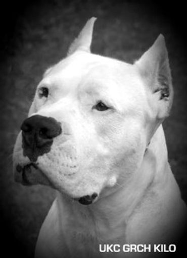Sire - UKC Grand-champion Gone To The Dogos Kilo