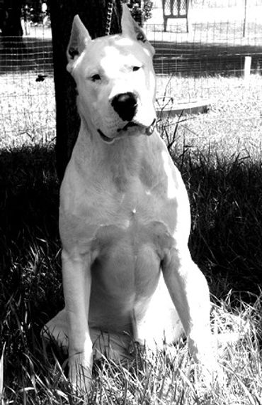 Gone To The Dogos Kilo at 8 months