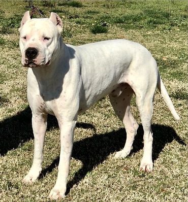 Sire: Munata Verdes Pampas