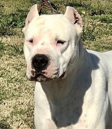 Sire: Munata Verdes Pampas