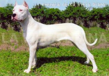 ENERGIA DE LA VIEJA DIANA