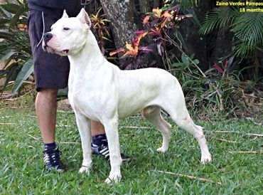 Sire - Champion Brazil, Russia, RKF Zaino Verdes Pampas