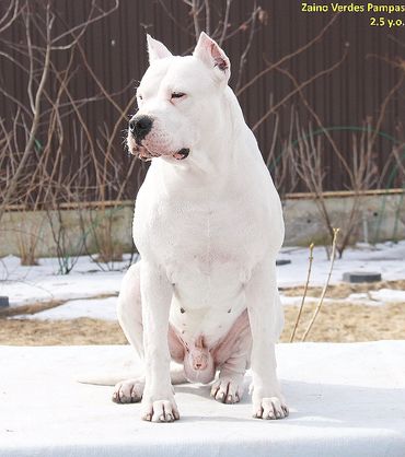 Sire - Champion Brazil, Russia, RKF Zaino Verdes Pampas