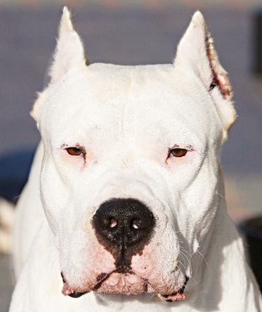 Sire - Champion Brazil, Russia, RKF Zaino Verdes Pampas