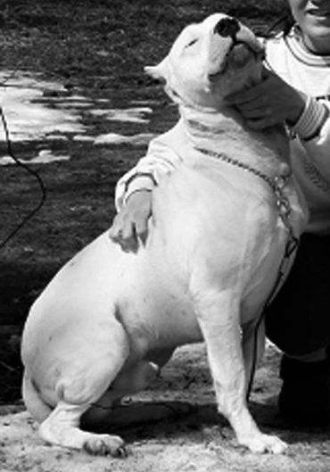 Zambo De Los Quilmes - Kilo's Sire