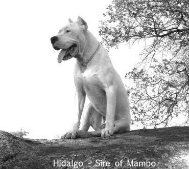 Mambo's sire Hidalgo