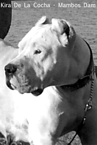 Mambo's mother, Kira De La Cocha, Morocho De La Cocha's sister