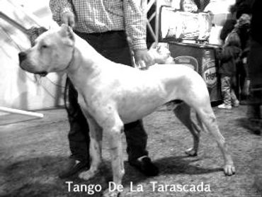 Tango De La Cocha, Morocho De La Cocha and Kira De La Cocha's father