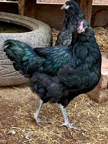 BLACK AMERAUCANA ROOSTER